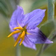 Silverleaf Nightshade: A Herb for Enhancing Psychic Abilities in Witchcraft